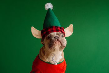 A dog wearing an elf hat.