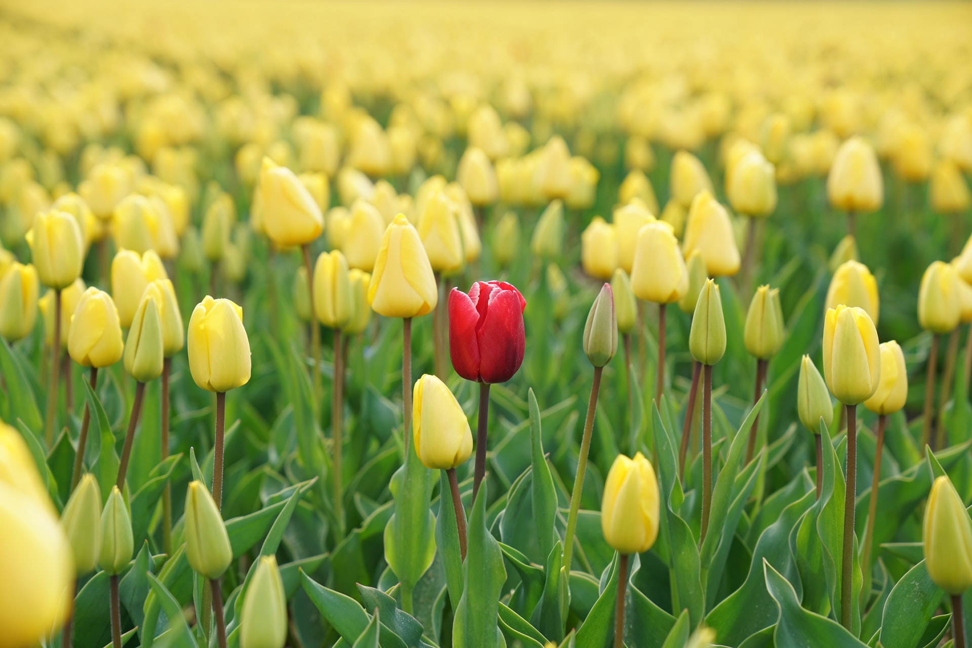 A red tulip in a field full of yellow tulips.